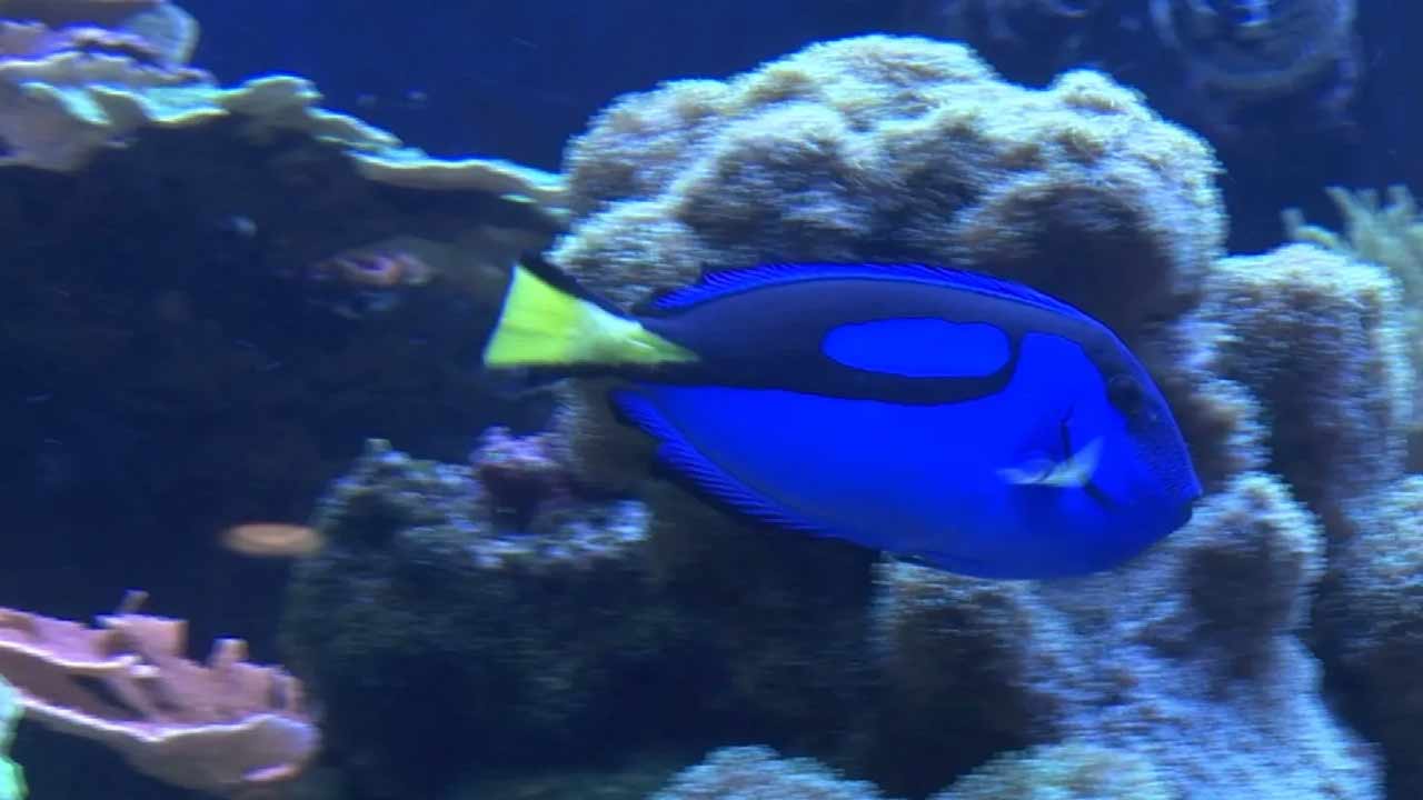 Oklahoma Aquarium In Jenks To Reopen May 8 With New Precautions