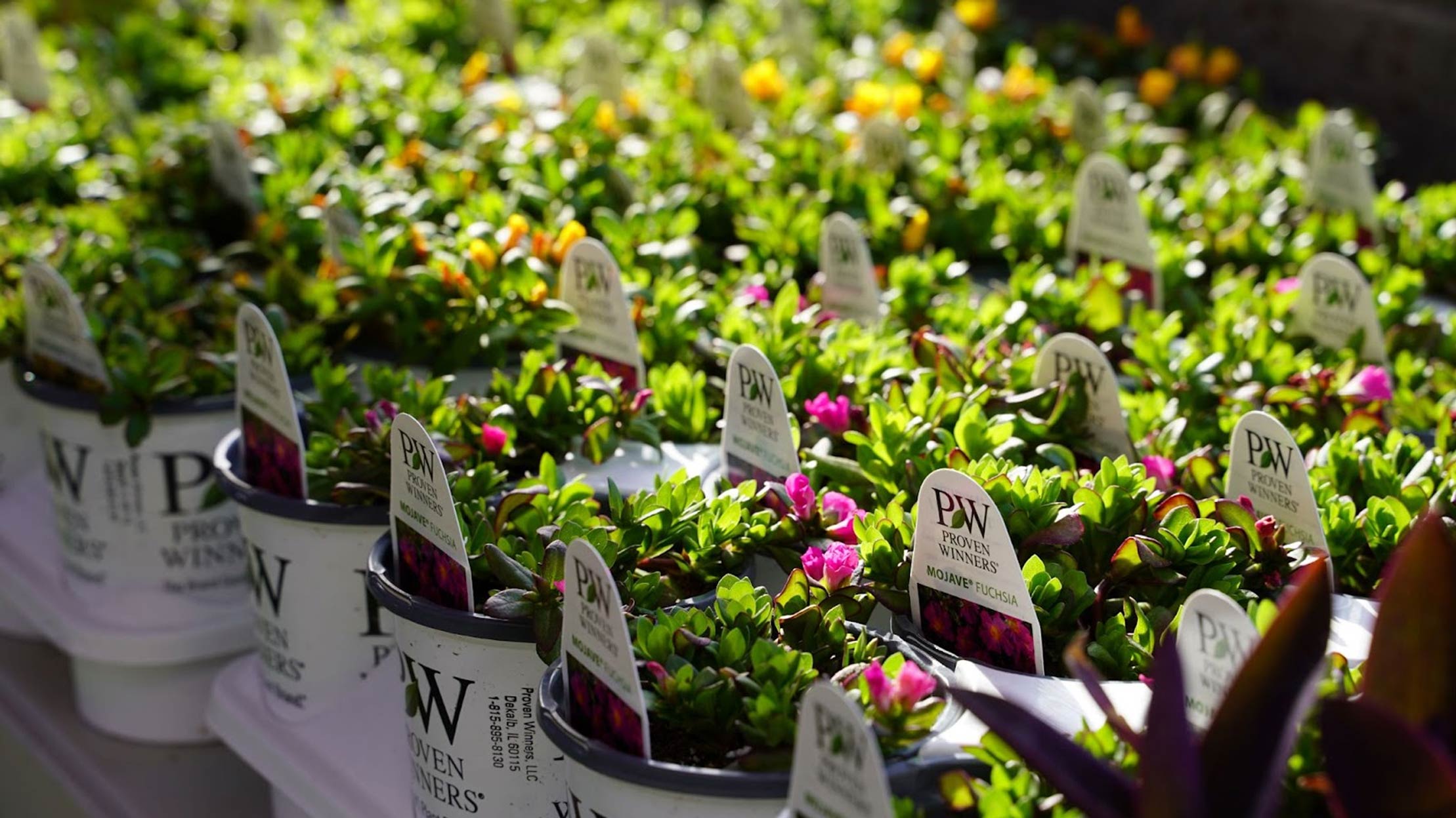 69th Annual SpringFest Comes To Tulsa's Woodward Park