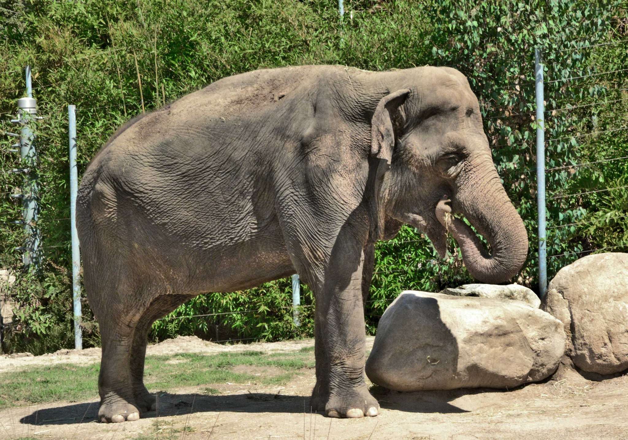 Tulsa Zoo shares how it cares for - Tina Elephant From Los Angeles Zoo Coming To Tulsa Zoo.1745399452581 