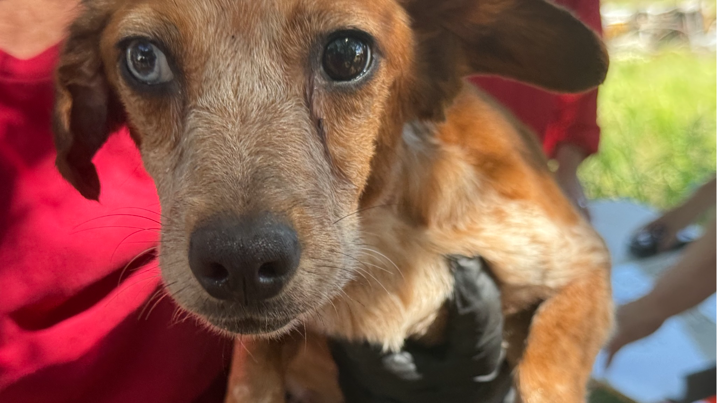 Oklahoma lawmakers to study ‘critical’ cat and dog overpopulation crisis