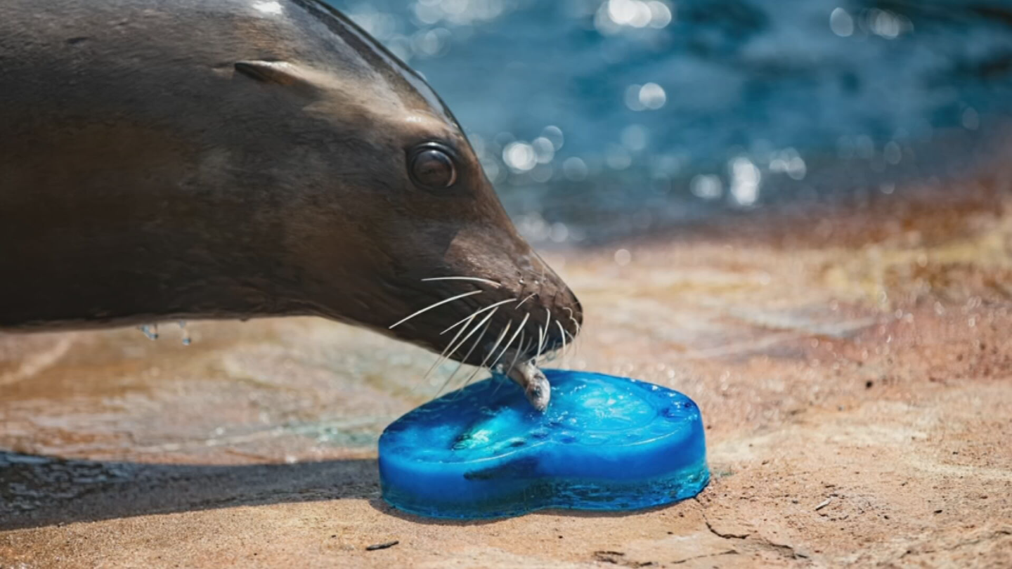 39 Operation Ice Spy 39 at Tulsa Zoo - Operation Ice Spy At Tulsa Zoo.1751941654043.webp