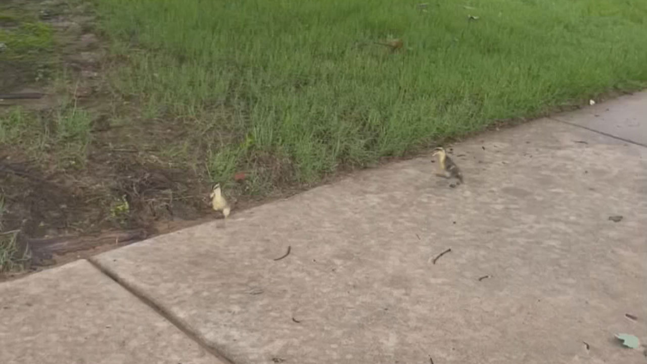 Bixby firefighters rescue ducklings from storm drain