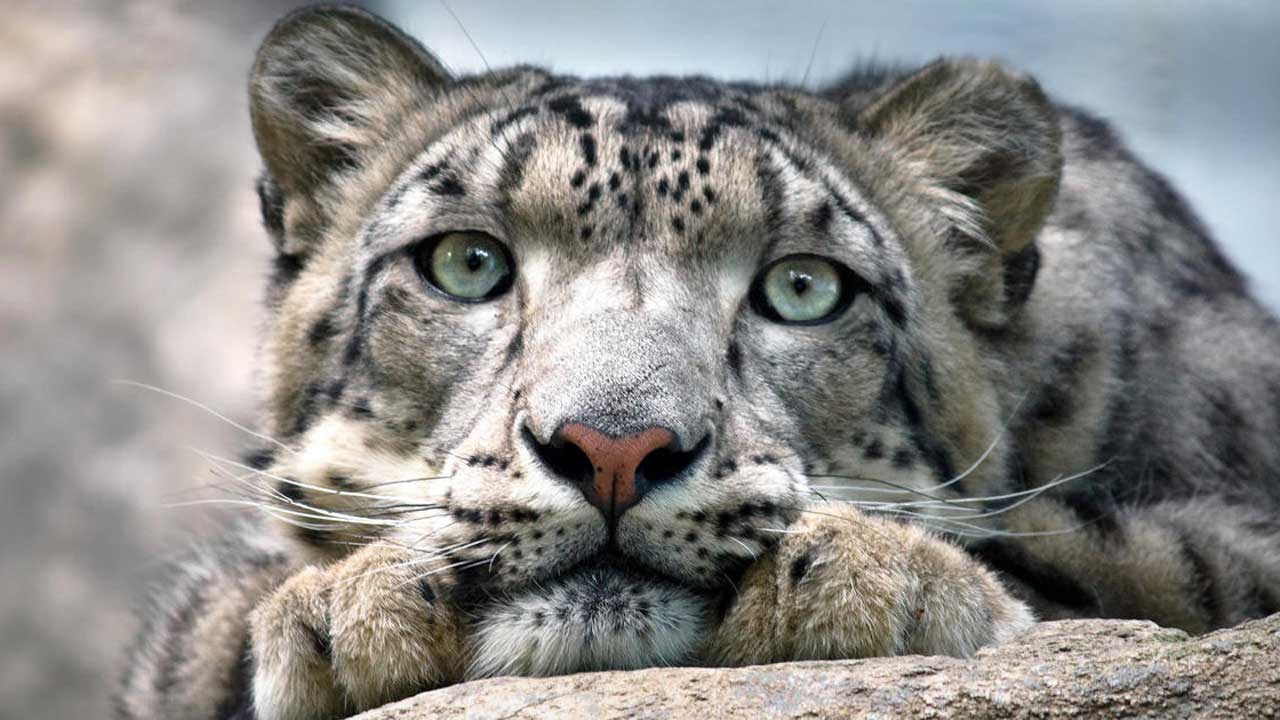 3 Snow Leopards Die Of COVID-19 At Nebraska Zoo