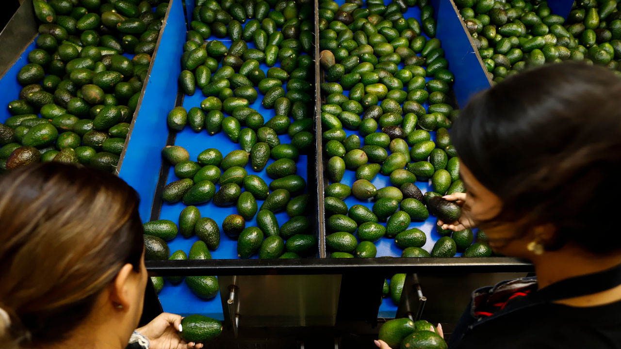 Mexico's Avocados Face Fallout From Violence, Deforestation