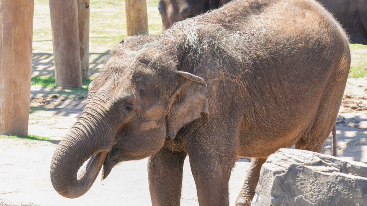 OKC Zoo Euthanizes Oldest Asian Elephant