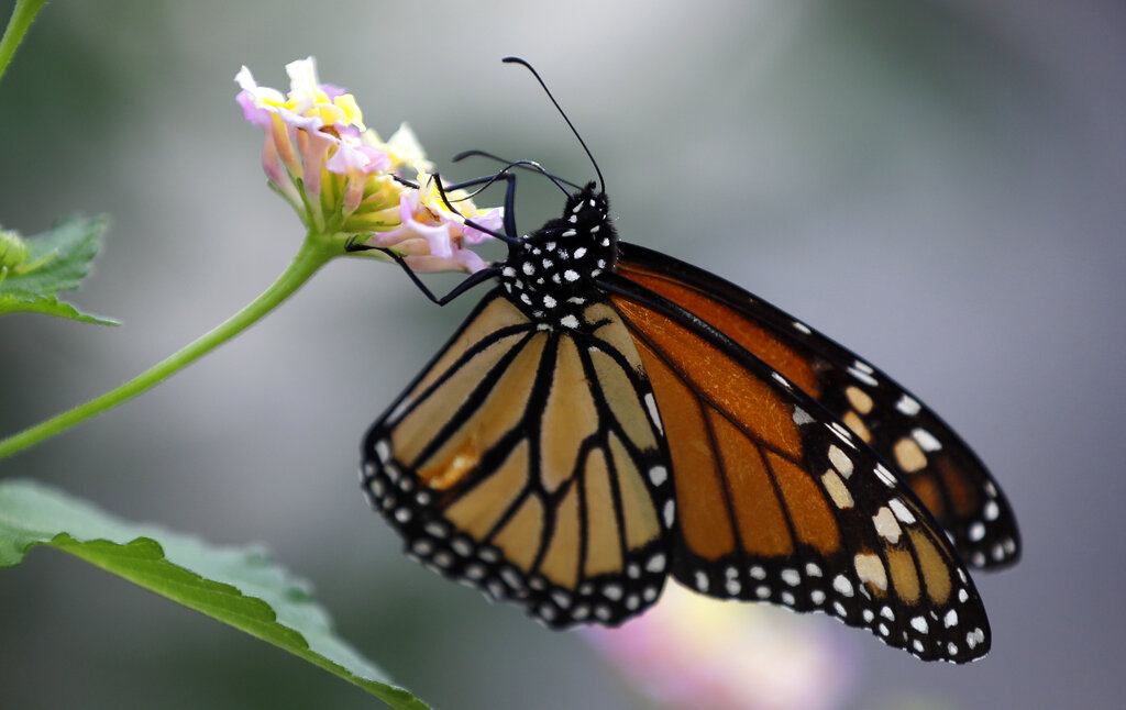Monarch Butterfly Migration: How Oklahomans can help vital pollinators during annual journey