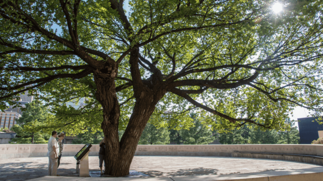 Survivor Tree: A living symbol of resilience and hope