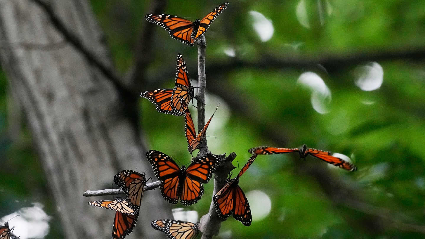 Oklahoma City Zoo and News 9 team share insights from Monarch Migration documentary